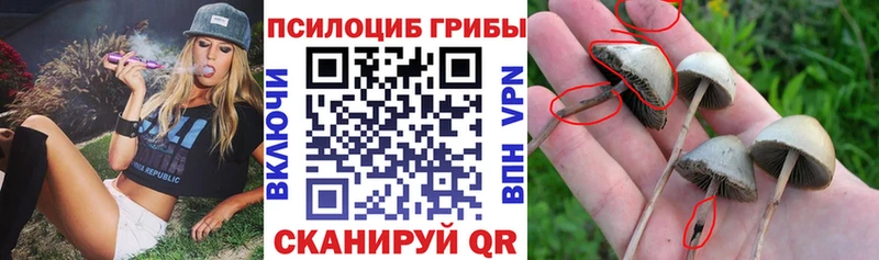 KRAKEN ССЫЛКА  Карталы  Псилоцибиновые грибы Psilocybe 